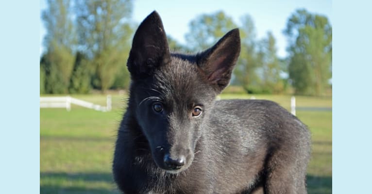 Luka, a Siberian Husky and Belgian Sheepdog mix tested with EmbarkVet.com