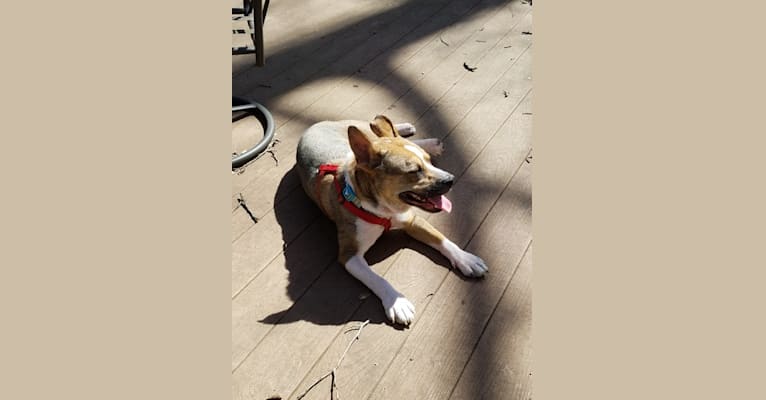 Cassie, a Bulldog and Norwegian Elkhound mix tested with EmbarkVet.com