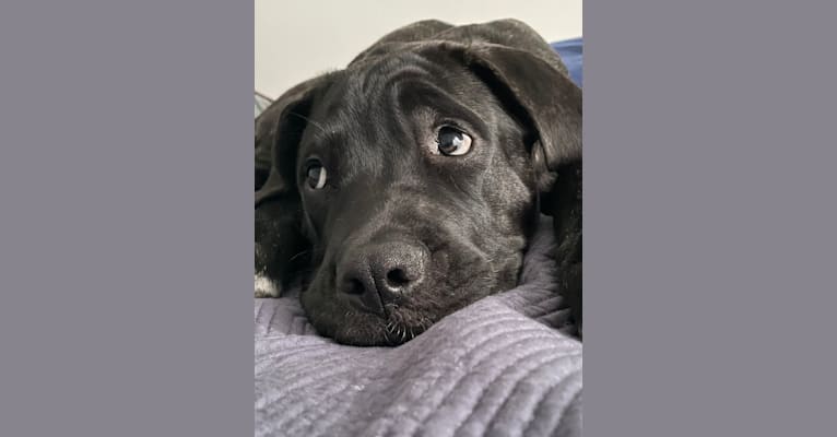 Stella, a Mastiff tested with EmbarkVet.com