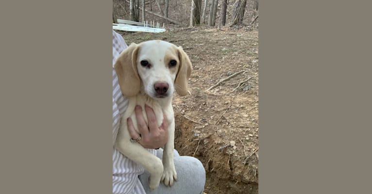 Photo of Sunny, a Beagle  in Viper, Kentucky, USA