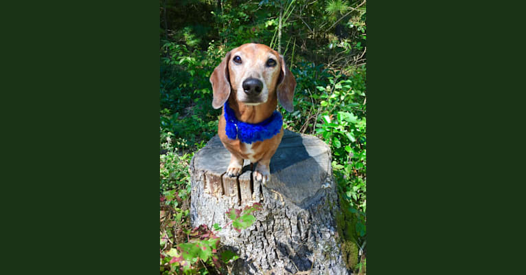 Jacob Levi, a Dachshund tested with EmbarkVet.com