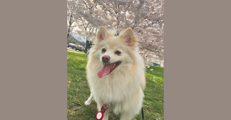 Taro, a Pomeranian and American Eskimo Dog mix tested with EmbarkVet.com