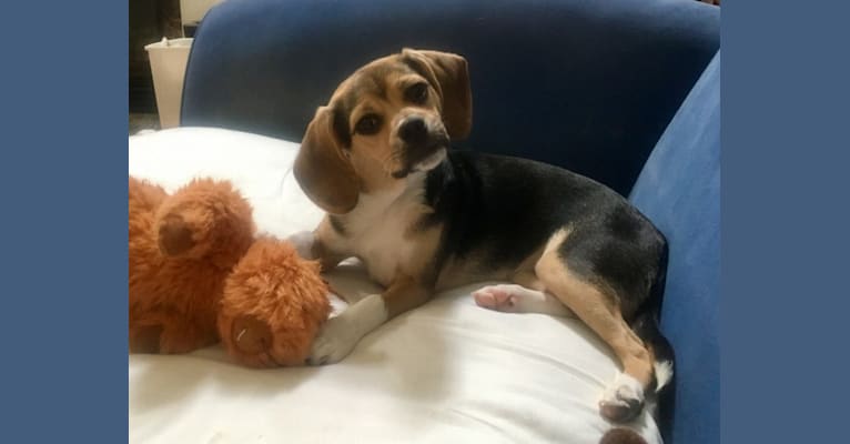 Daisy, a Beagle and American Eskimo Dog mix tested with EmbarkVet.com