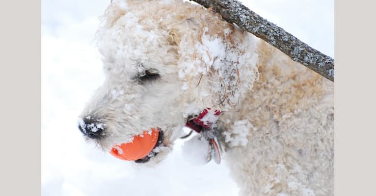 Fig, a Soft Coated Wheaten Terrier and Miniature Schnauzer mix tested with EmbarkVet.com