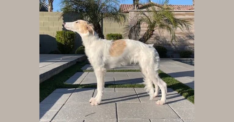 Rory, a Silken Windhound tested with EmbarkVet.com
