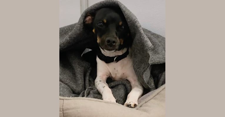 Barney Hoang, a Chihuahua and Dachshund mix tested with EmbarkVet.com