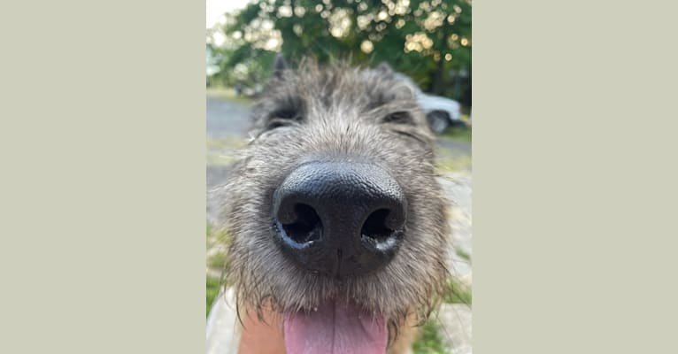 Sasquatch, an Akita and Irish Wolfhound mix tested with EmbarkVet.com