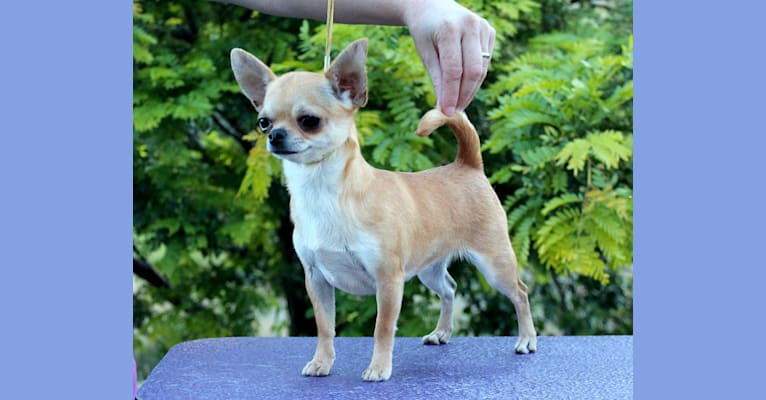 Everly, a Chihuahua tested with EmbarkVet.com