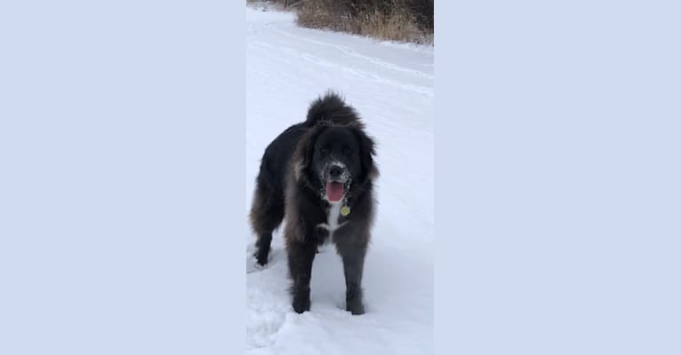 Kodie, a Great Pyrenees and Brittany mix tested with EmbarkVet.com