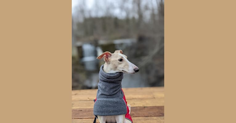 Archie, a Greyhound and Whippet mix tested with EmbarkVet.com