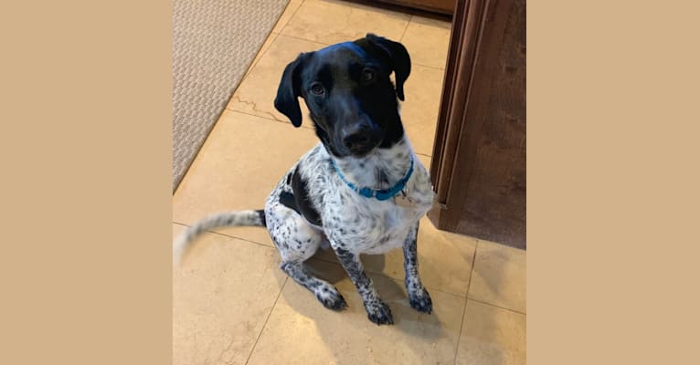 Huey, a German Shorthaired Pointer and Border Collie mix tested with EmbarkVet.com