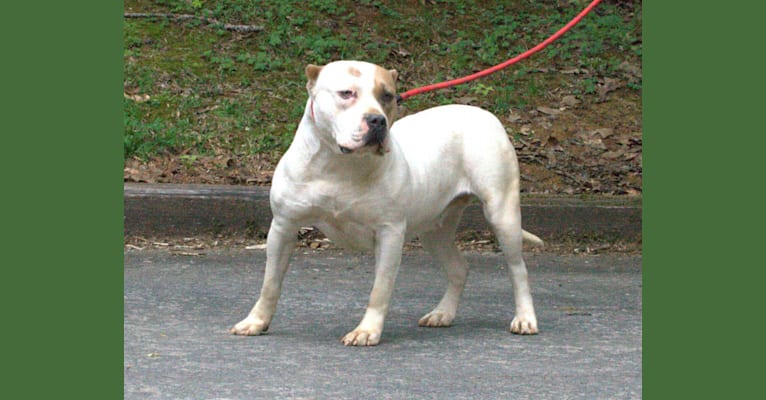 WILMA, an American Bully tested with EmbarkVet.com