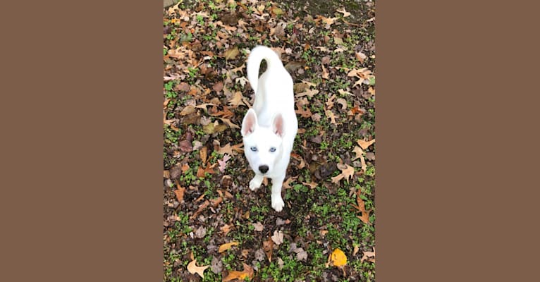 Photo of Sakura “Saki” Gordon, a Siberian Husky  in Glen Burnie, Maryland, USA