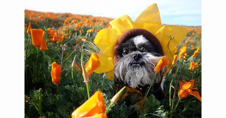 Merf Dinosaurpizza, a Shih Tzu tested with EmbarkVet.com