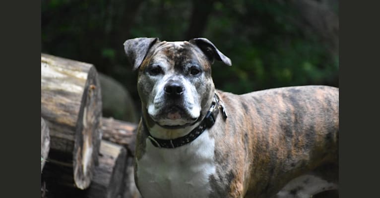 Photo of Jackson, an American Pit Bull Terrier, Bulldog, American Bulldog, and American Staffordshire Terrier mix in Connecticut, USA