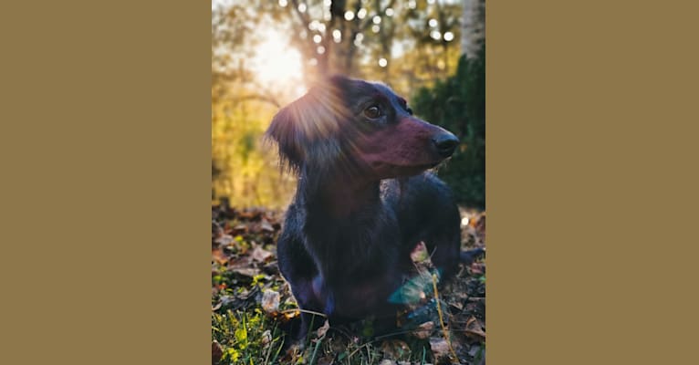 Weasel, a Dachshund tested with EmbarkVet.com