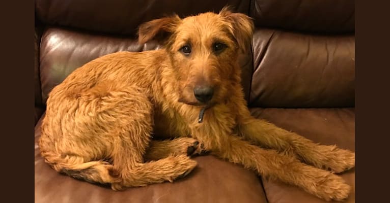 Luna, an Irish Terrier tested with EmbarkVet.com