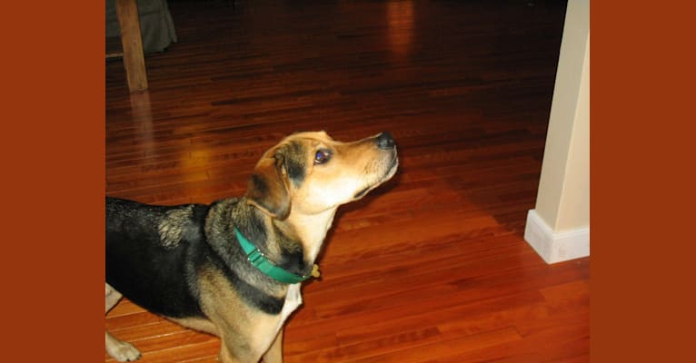 Simon, a Coonhound and Beagle mix tested with EmbarkVet.com