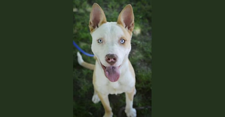 Husky cross bull terrier outlet