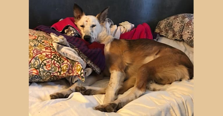 Puja, a South Asian Village Dog tested with EmbarkVet.com