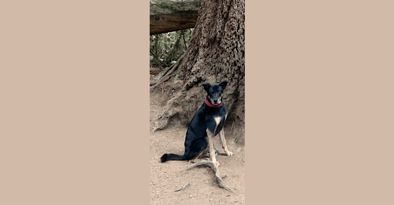 Bao Di, a Formosan Mountain Dog tested with EmbarkVet.com