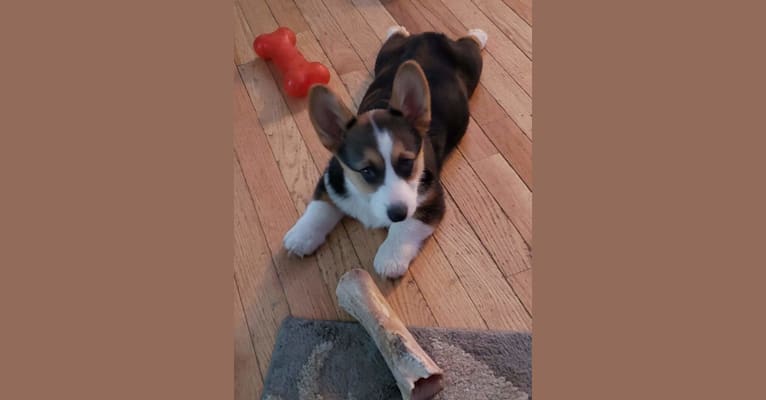 Jackson, a Pembroke Welsh Corgi tested with EmbarkVet.com