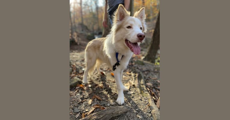 Odie, a Siberian Husky and Australian Cattle Dog mix tested with EmbarkVet.com