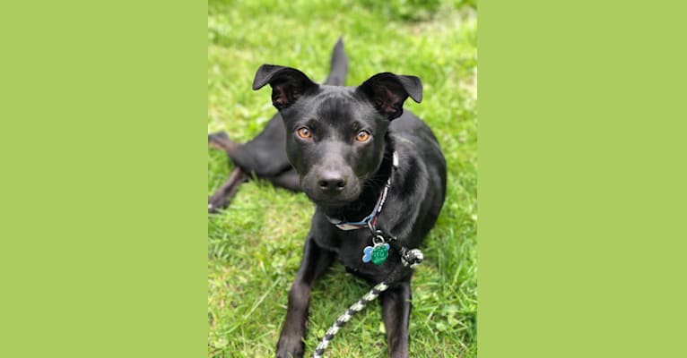 Scout, a Mountain Cur and Rat Terrier mix tested with EmbarkVet.com