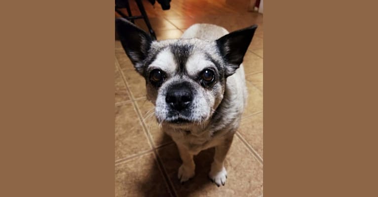 Snort, a Pug and Australian Cattle Dog mix tested with EmbarkVet.com