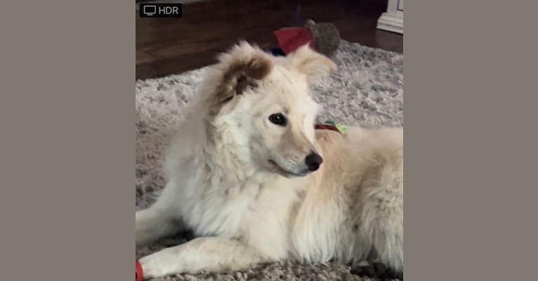 Aspen, an American Eskimo Dog and Chow Chow mix tested with EmbarkVet.com