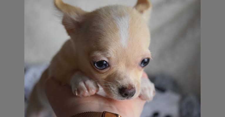 Vera, a Chihuahua tested with EmbarkVet.com