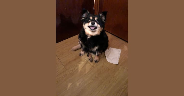 Titus, a Pomeranian and Rat Terrier mix tested with EmbarkVet.com
