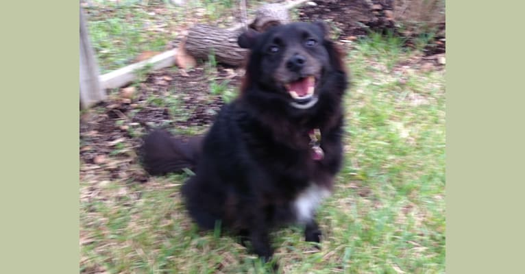 LYLA, a Border Collie and Chow Chow mix tested with EmbarkVet.com