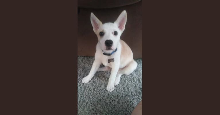 Axel, an Australian Cattle Dog and Australian Shepherd mix tested with EmbarkVet.com