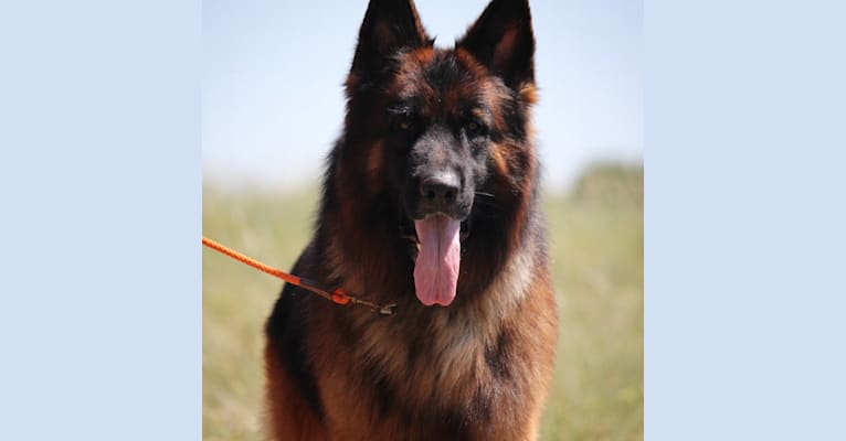 Photo of Max, a German Shepherd Dog  in Lindsborg, Kansas, USA