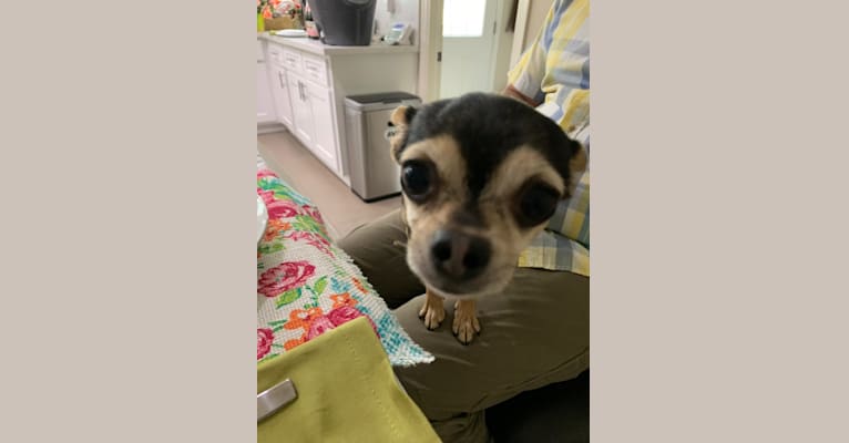 Photo of Coqui, a Chihuahua, Yorkshire Terrier, and Mixed mix in USA