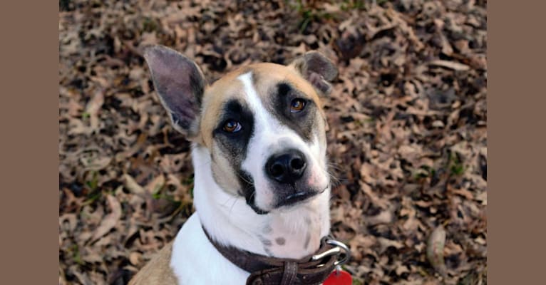 Haku, a Staffordshire Terrier and Bulldog mix tested with EmbarkVet.com