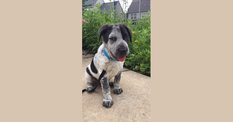 Photo of Coal, an Australian Cattle Dog, Brittany, Chinese Shar-Pei, American Pit Bull Terrier, and Dalmatian mix in Texas, USA