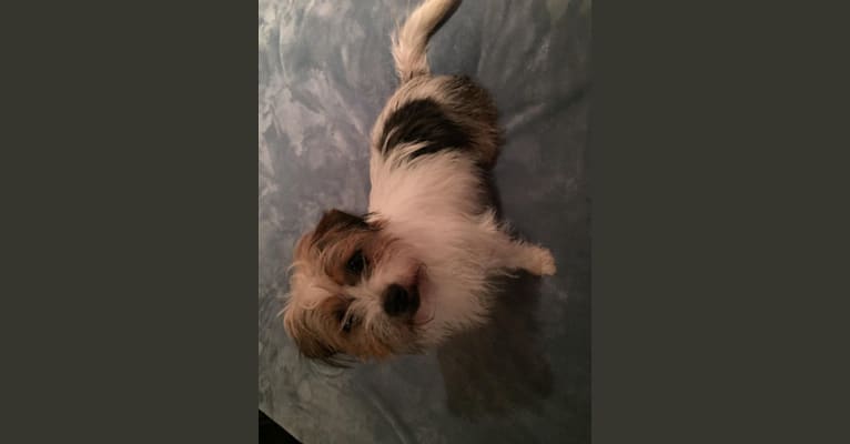 Bella, a Russell-type Terrier and Shih Tzu mix tested with EmbarkVet.com