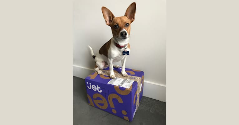 Oliver, a Chihuahua and Russell-type Terrier mix tested with EmbarkVet.com
