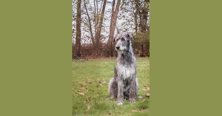 Photo of Gaia, an Irish Wolfhound 