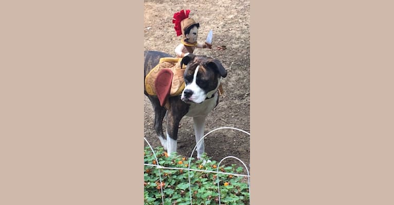 Ada, an American Staffordshire Terrier and Bulldog mix tested with EmbarkVet.com