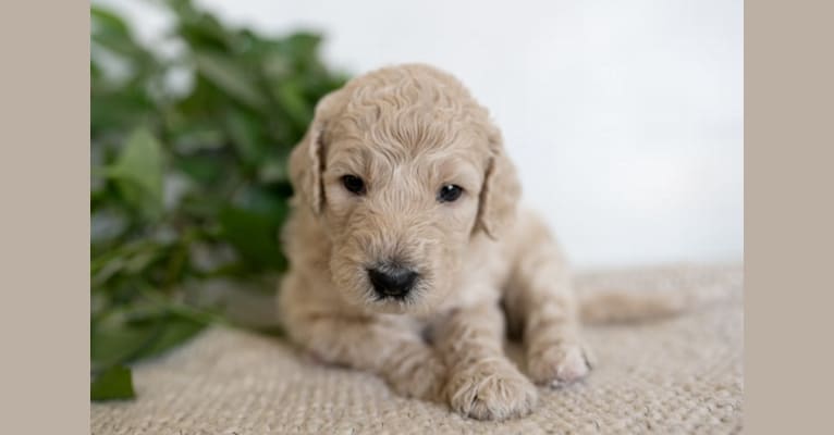 Moana, a Goldendoodle tested with EmbarkVet.com