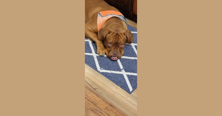 Louie, a Dogue de Bordeaux tested with EmbarkVet.com