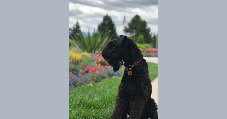 Photo of Donovan, a Kerry Blue Terrier  in West Valley City, UT, USA