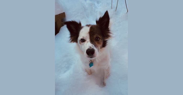 Booboo, a Border Collie and Rat Terrier mix tested with EmbarkVet.com