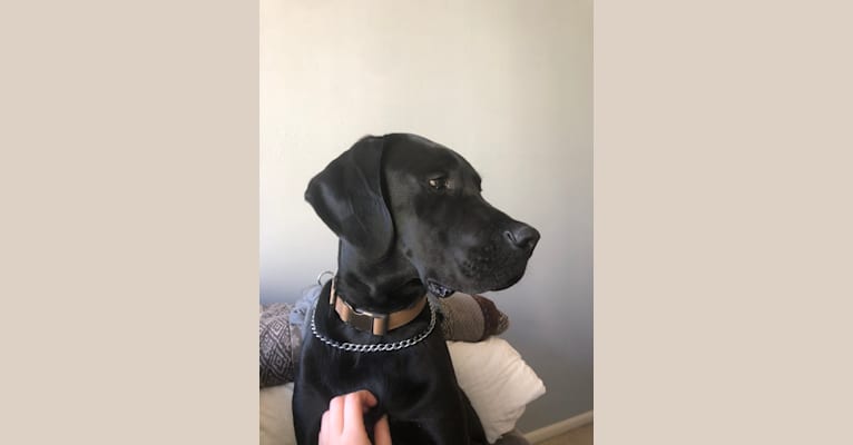 Calvin, a Great Dane and Saint Bernard mix tested with EmbarkVet.com