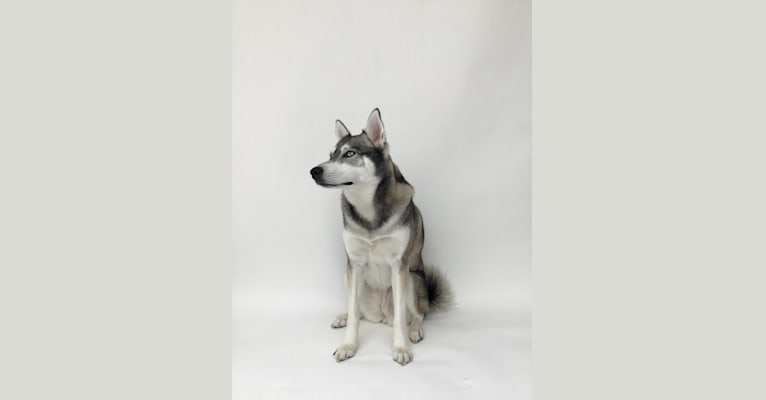 Laila, an Alaskan Klee Kai tested with EmbarkVet.com