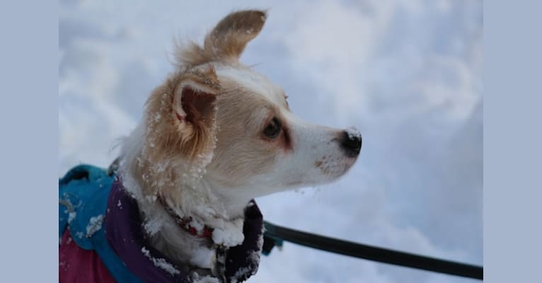 Lizzy (Eliza/Elizabeth), an Eastern European Village Dog and Pekingese mix tested with EmbarkVet.com