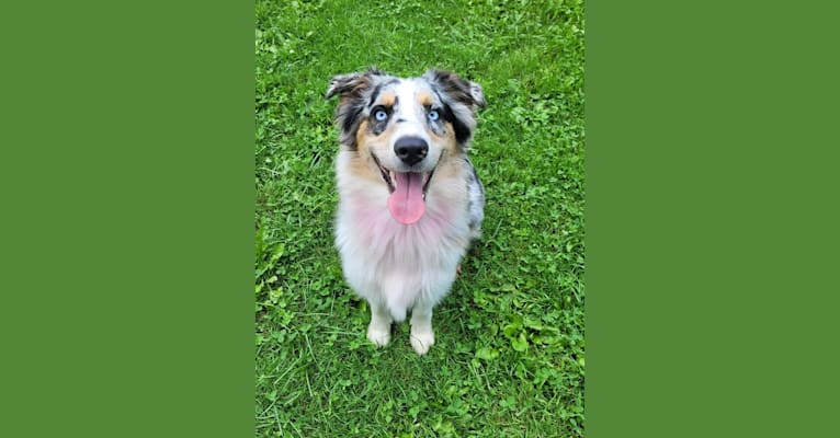 Stella, an Australian Shepherd tested with EmbarkVet.com